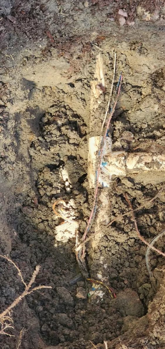 Broken irrigation pipe dug up with tree roots grown around it