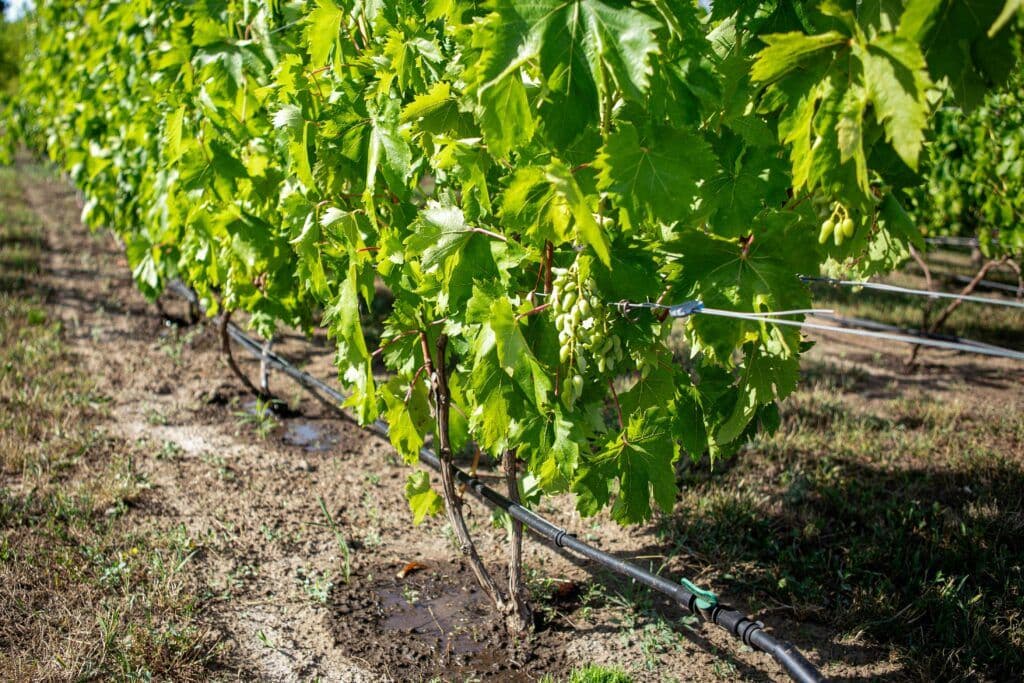 Micro irrigation tubing delivering water directly to plant roots