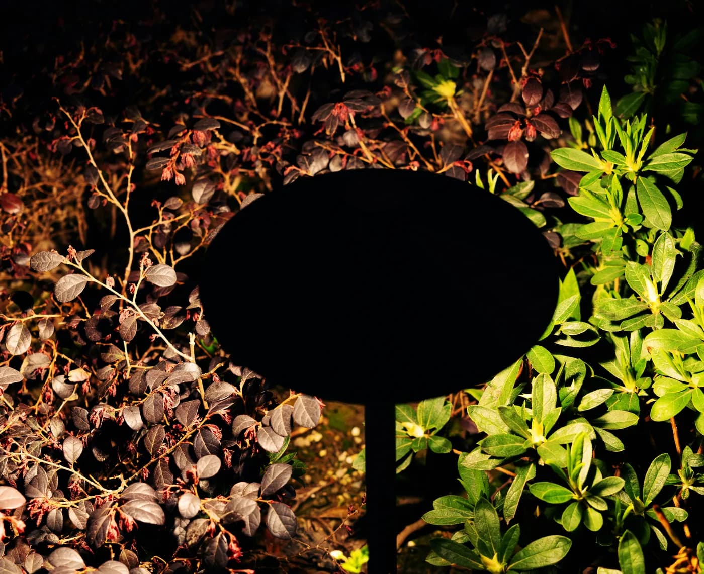 Low voltage landscape lighting picking out foliage in a planting bed after dark