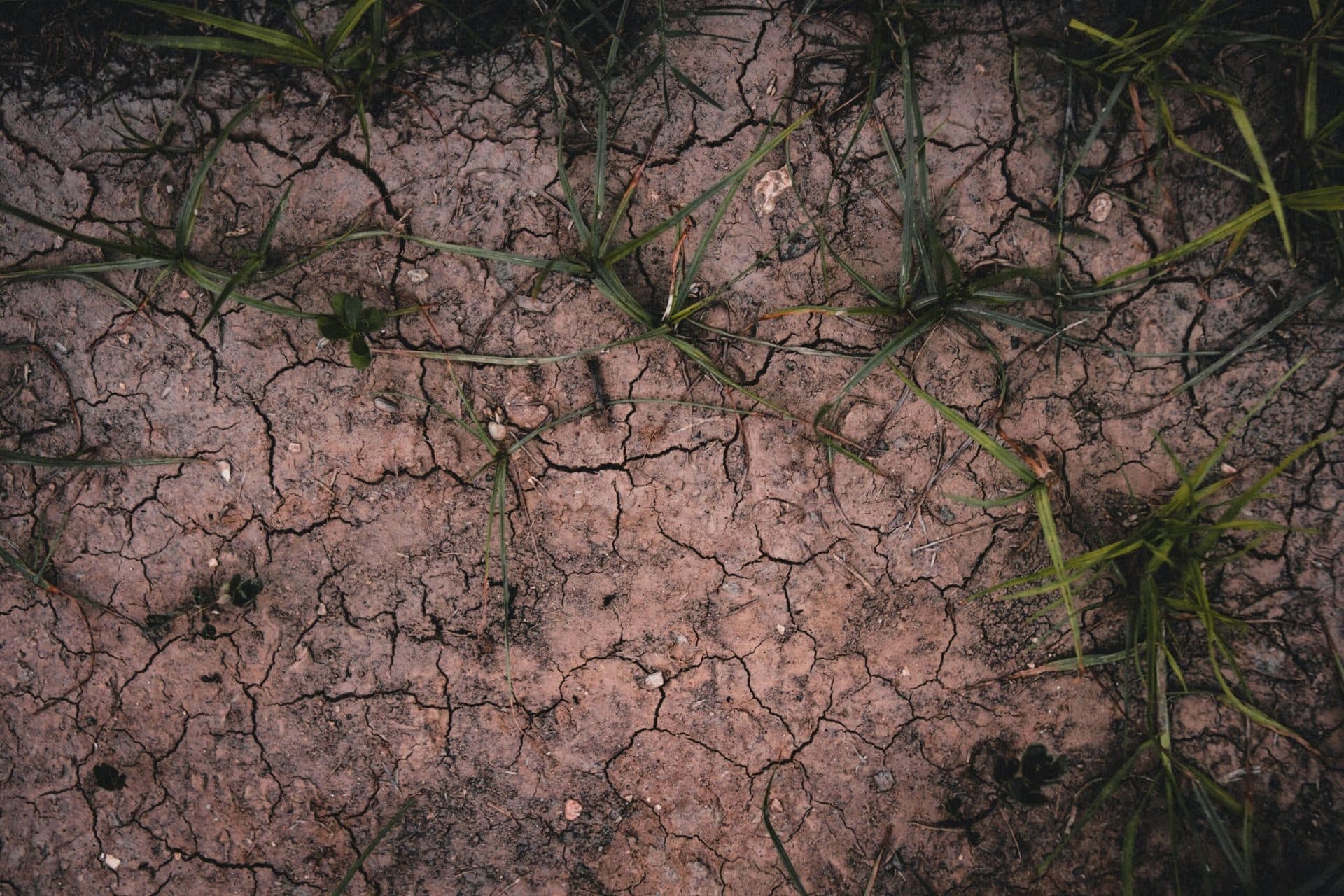 Patchy lawn caused by uneven sprinkler coverage