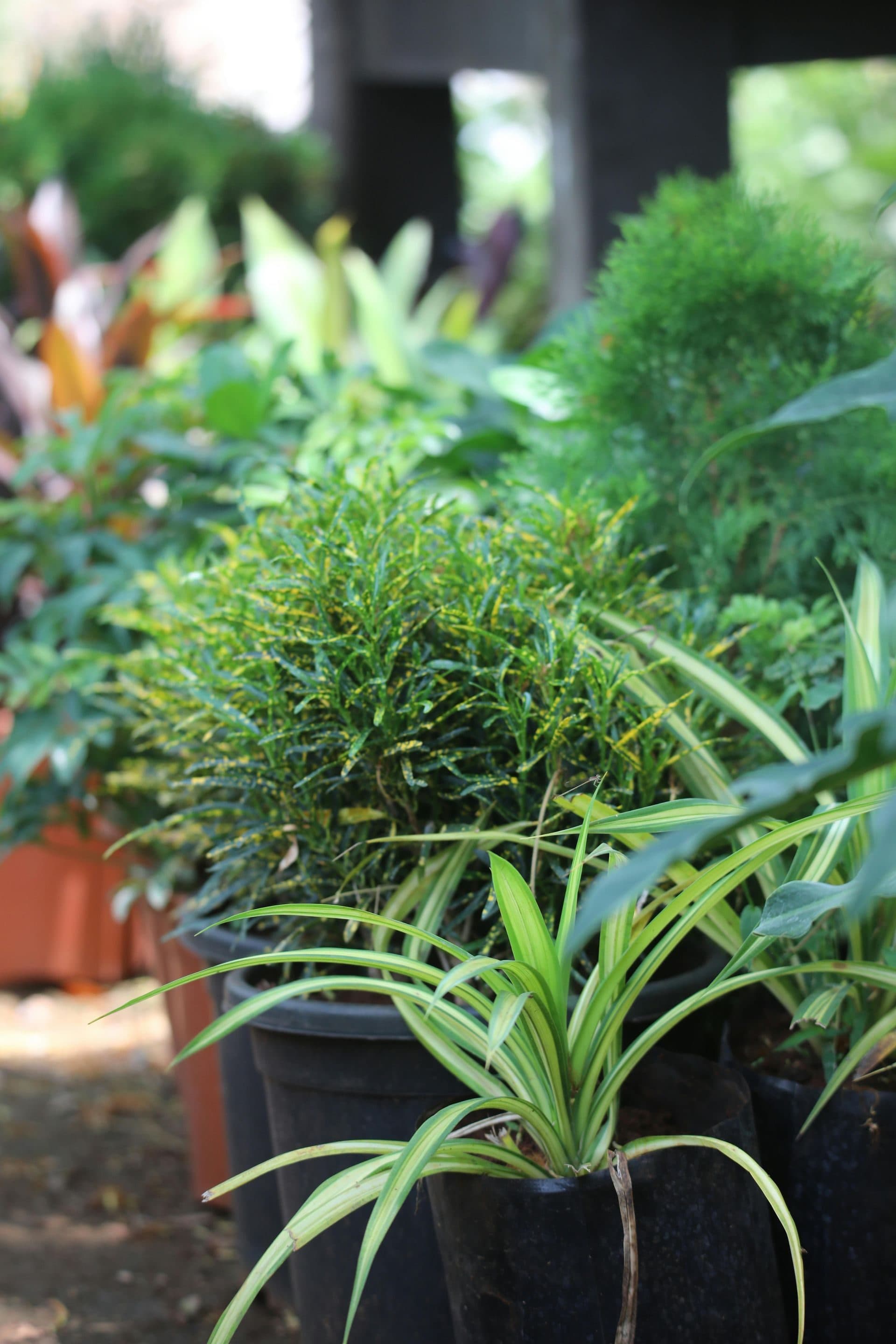 Flowering shrubs and greenery in a Central Florida landscape bed
