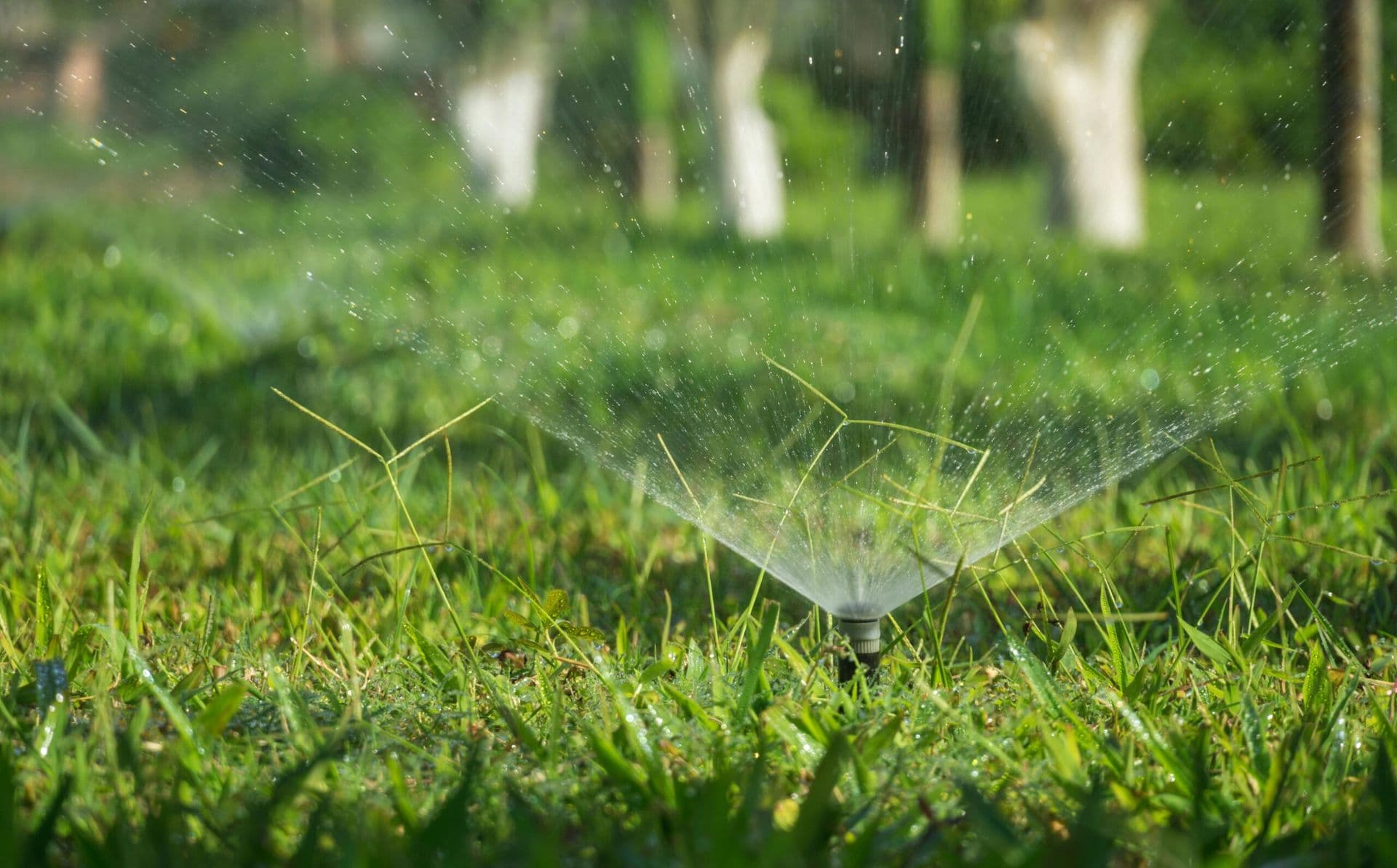 Lawn sprinklers running across a healthy green yard